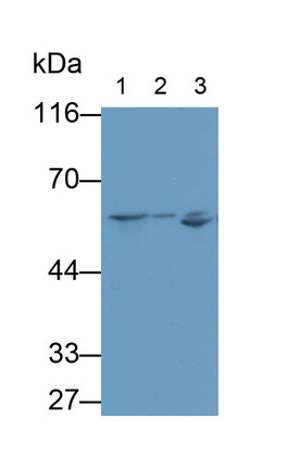 28341
