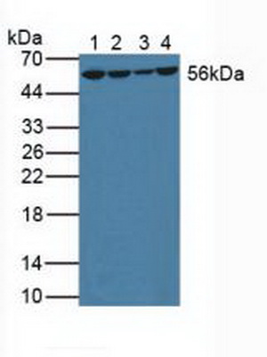 4083