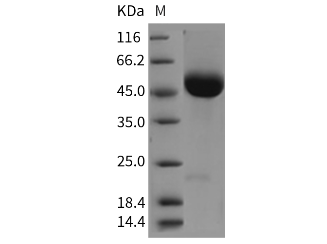 Валидация Elabscience PKSR030198(5559)