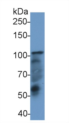 14809