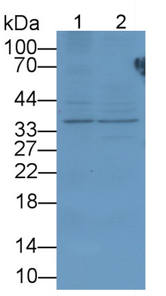 19202