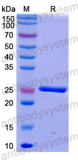 Валидация SDS-PAGE - AntibodySystem DHF14605
