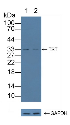 12238