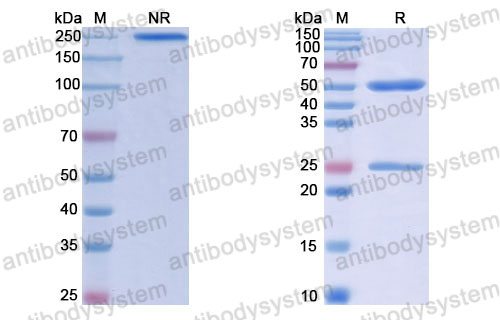 Валидация SDS-PAGE - AntibodySystem RHJ92817