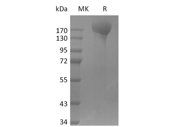 Валидация Elabscience PKSV030391(6125)