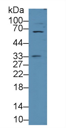11977