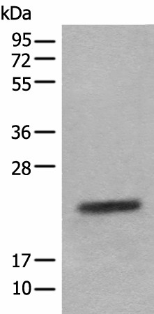 Валидация Elabscience E-AB-18536