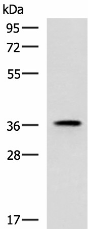 Валидация Elabscience E-AB-52022