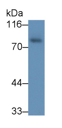 58320