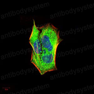 Валидация IF - AntibodySystem RHJ90302