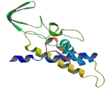 Cytochrome P450 21B (CYP21B)