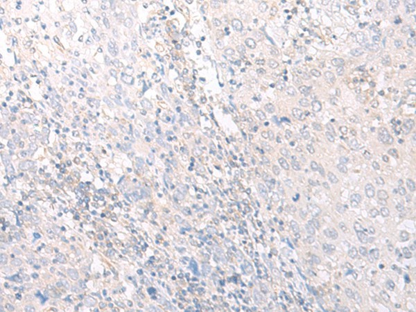 Валидация Elabscience E-AB-17922