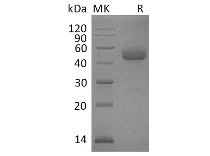 Валидация Elabscience PKSH033644(3929)
