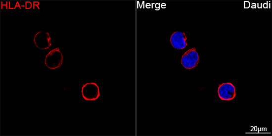A26151, конфокальная микроскопия, клетки Daudi (14730)