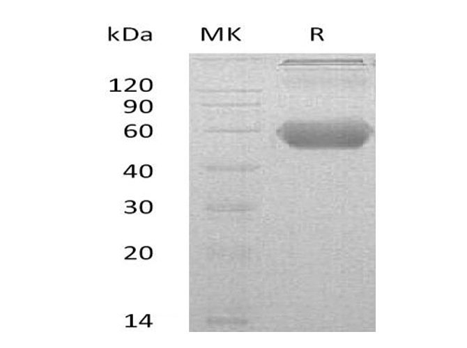Валидация Elabscience PKSM041029(4960)