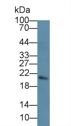 40763