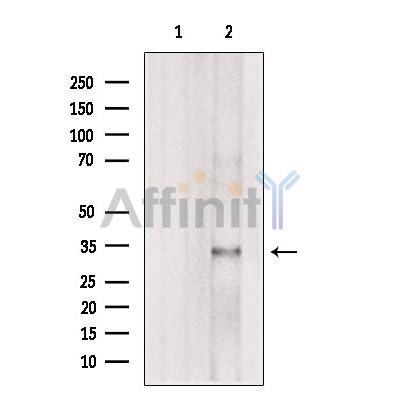 Валидация Affinity DF9225 - 21635