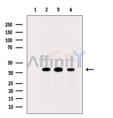 Валидация Affinity DF15341 - 11639