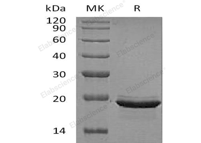 Валидация Elabscience PKSH032433(2910)