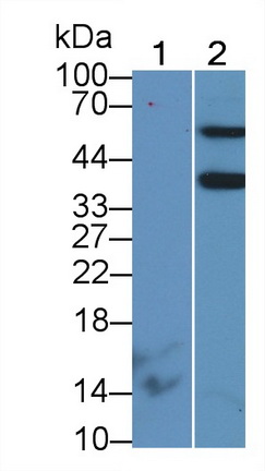 21809