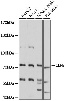 Валидация Elabscience E-AB-92937
