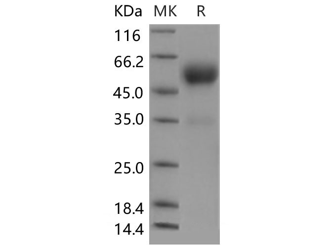 Валидация Elabscience PKSM040491(4486)