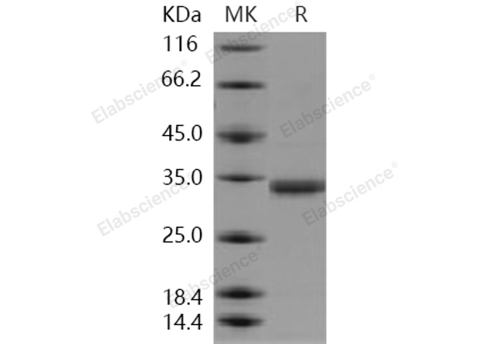 Валидация Elabscience PKSH031112(1893)