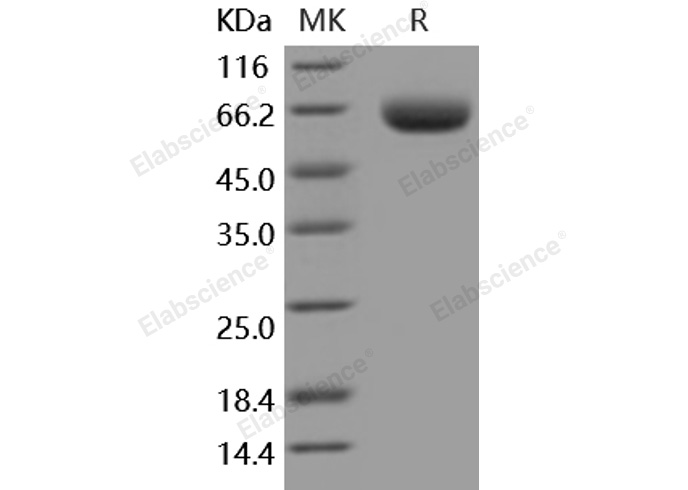 Валидация Elabscience PKSM040926(4869)