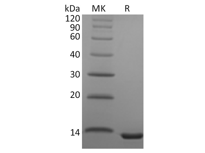 Валидация Elabscience PKSH033734(4012)