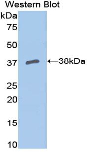39254