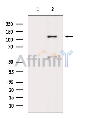 Валидация Affinity DF15851 - 12359