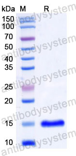 Валидация SDS-PAGE - AntibodySystem RHC88101