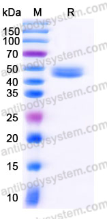 EHJ76401, SDS-PAGE
