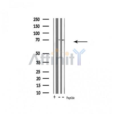 Валидация Affinity DF4585 - 16188