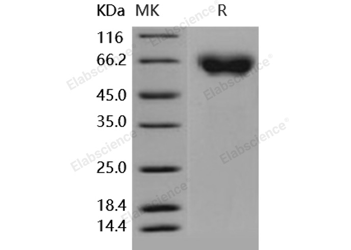 Валидация Elabscience PKSH031712(2353)