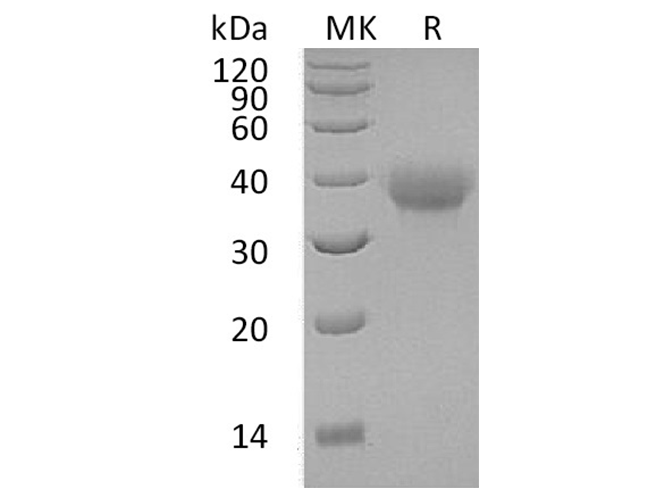 Валидация Elabscience PKSH033416(3741)
