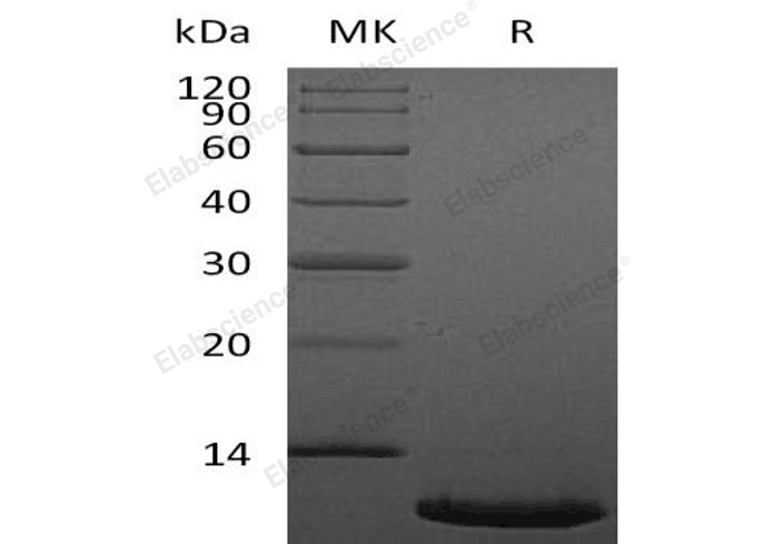 Валидация Elabscience PKSH032296(2796)
