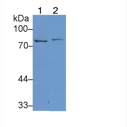 12067