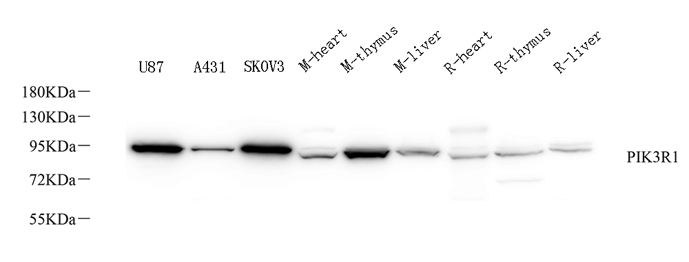 Валидация Elabscience E-AB-70381