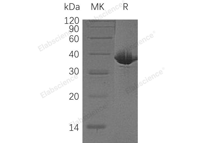 Валидация Elabscience PKSH032730(3157)