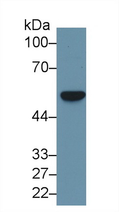 9636