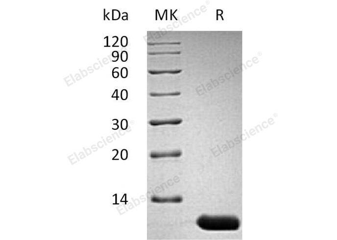 Валидация Elabscience PKSM041073(4996)