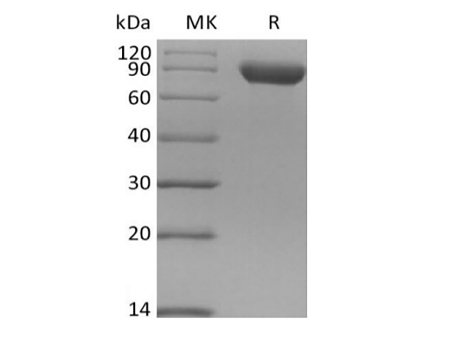 Валидация Elabscience PKSH033950(4179)