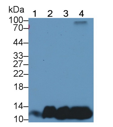 19006