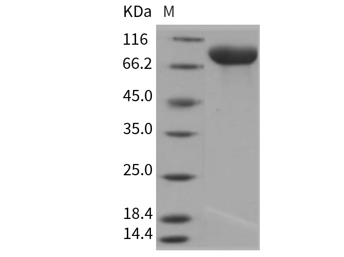 Валидация Elabscience PKSR030390(5727)