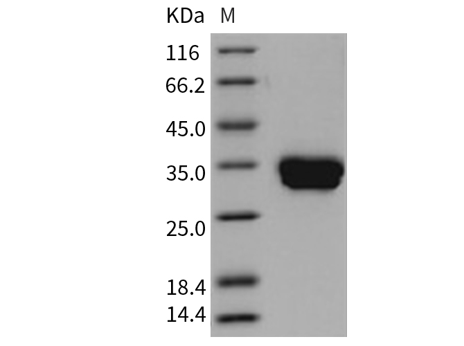 Валидация Elabscience PKSM040721(4697)