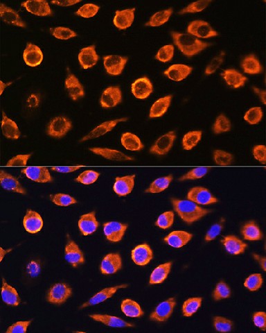 Валидация Elabscience E-AB-90649