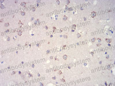 Валидация AntibodySystem RHE35402 (2106)