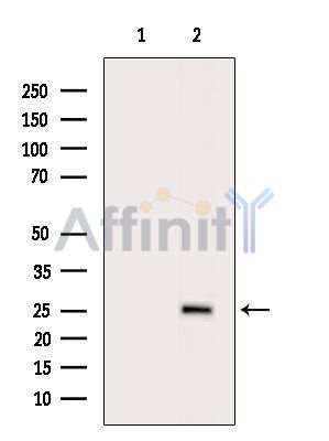 Валидация Affinity DF15555 - 11958