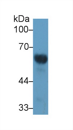 13736